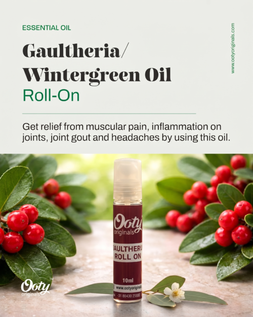 Gaultheria-Rollon