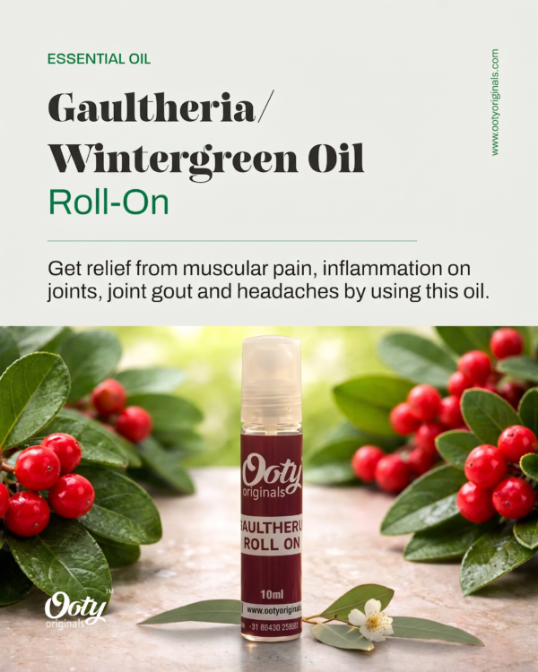Gaultheria-Rollon